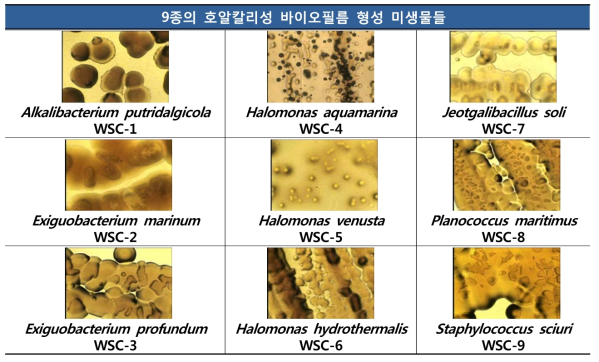 최종 배합수로 사용된 미생물 자원