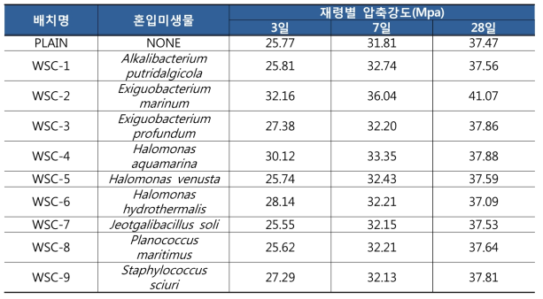 미생물 혼입 일반강도 콘크리트의 재령별 압축강도 결과비교