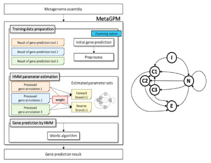 메타유전체 유전자 예측 메타분석 방법론 개요와 HMM 모델