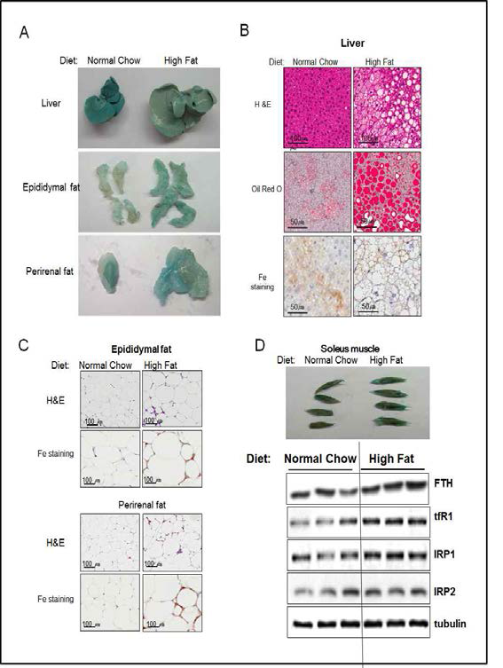 생쥐의 근육, 지방, 간 조직에서 철 대사 변화 조사