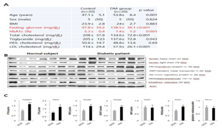 당뇨병 환자 및 일반인 대조군 근육 생검에서 철 대사 관련 인자들의 변화 조사