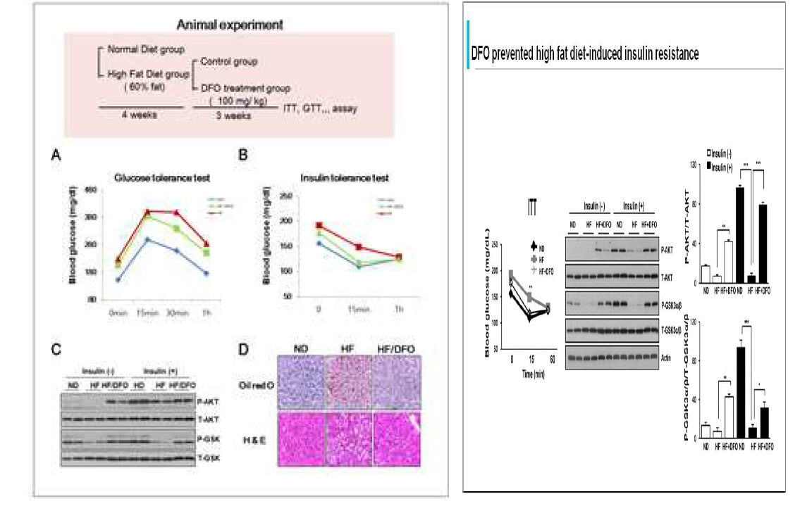 고지방식이 동물 모델에서 DFO의 효능 조사