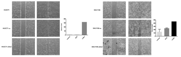 Wound healing assay