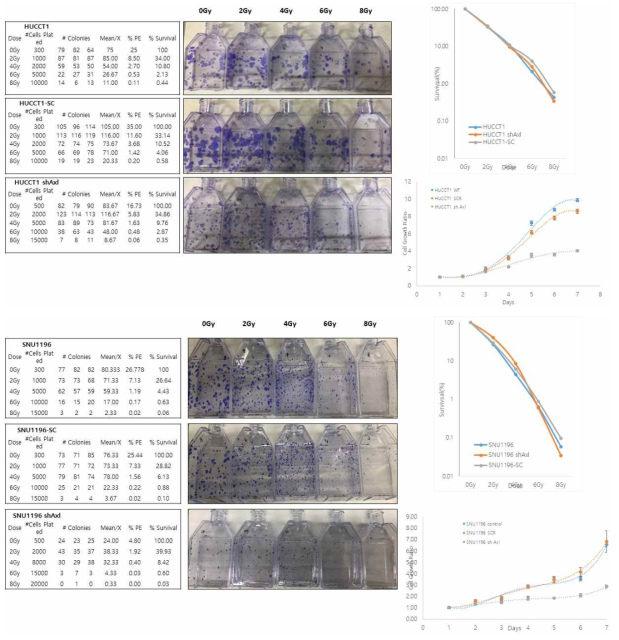 Clonogenic assay