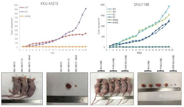 AXL 발현 여부에 따른 종양성장의 차이