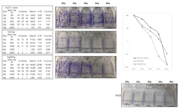 AXL inhibitor에 따른 세포생존 분석을 위한 colony formation assay