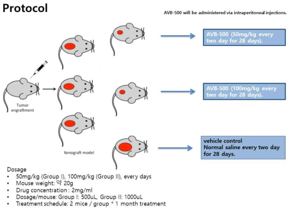 AVB-500(AXL inhibitor)에 따른 종양성장 분석을 위한 실험 프로토콜