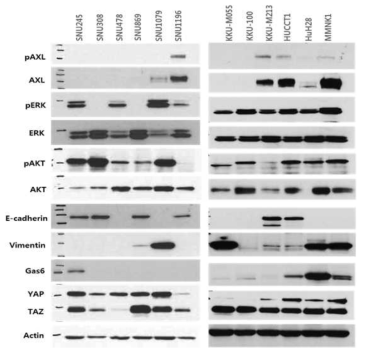 담도암 세포주에서 AXL과 AXL과 관련된 단백질의 western blot