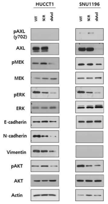 담도암 세포주에서 AXL knockdown을 시행후 western blot