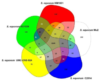 Venn diagram of five S. equorum genomes. The Venn diagram shows the pan-genome of strains KM1031, C2014, KS1039, Mu2 and UMC-CNS-924 generated using EDGAR. Overlapping regions represent common CDSs shared between the S. equorum genomes. The numbers outside the overlapping regions indicate the numbers of CDSs in each genome without homologs in the other sequenced S. equorum genomes