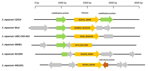 Structural organizations of relaxase gene in S. equorum strains