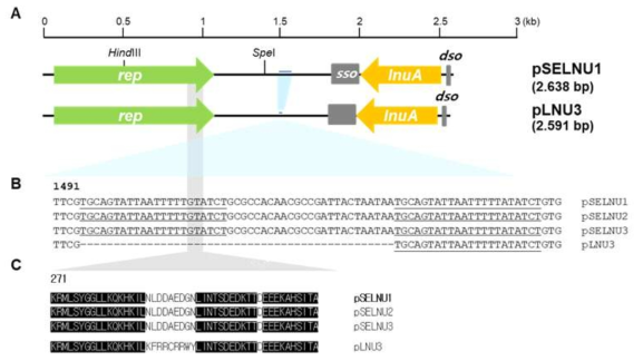 Gene structure (A), comparision of DNA sequences (B), and deduced Rep amino acid sequences. The upper scales in panel A correspond to pLNU3 and pSELNU1. The putative promoter sequences of rep and lnuA are indicated as black arrows, respectively. Big color arrows indicate the translation direction