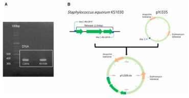 S. equorum KS1030 유래 Relaxase gene cluster 확인(A) 및 클로닝(B)