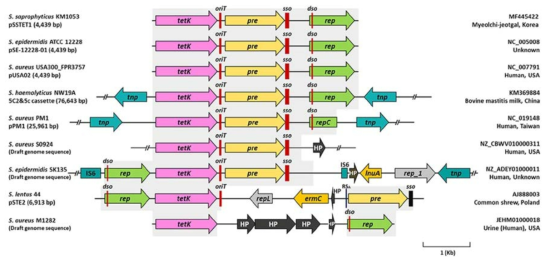 tetK genes and their flanking regions found in Staphylococcus species