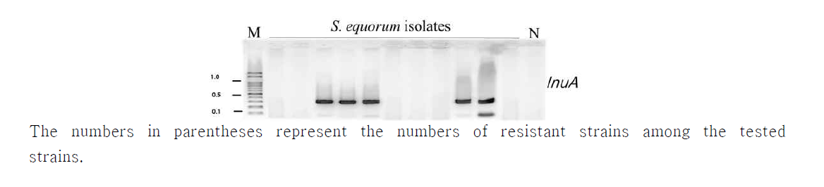 Antibiotic resistance of the 126 S. equorum strains from jeotgal