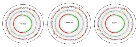 Circular genome map of three S. equorum genome. From the outermost of ring, first circle denoted tRNAs (red) and rRNAs (blue). Second and third circle illustrated the CDSs, colored according to COG function categories, on the direct and complementary strand, respectively. Forth circle is GC contents. Fifth circle showed the GC skew. The value was plotted as the deviation from the average GC skew of the entire sequence