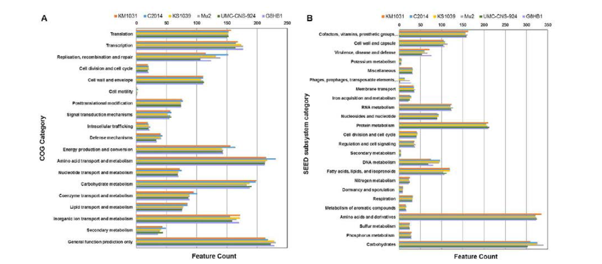 Comparison of funtioanl categroies in six S. equorum genomes based on COG(A) and SEED(B). Genome sequences of six strains KM1031, C2014, KS1039, Mu2, UMC-CNS-924 and G8HB1 were uploaded to the COG and SEED viewer servers independently. Functional roles of annotated genes were assigned and grouped in subsystem feature categories. Coloured bars indicate the number of genes assigned to each category