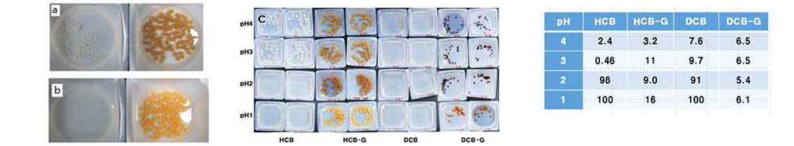 Chitosan bead prepared at 0.5%(a), 1%(b) and 2.5%(c) initial concentration