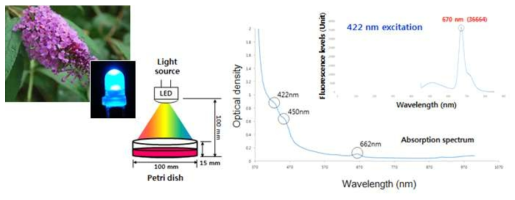 Buddleiae Flos의 빛 처리 조건 및 광흡광 스펙트럼
