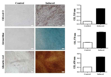 세포의 염색을 통한 지방, 연골, 골 분화능 검증
