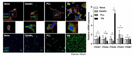 기질별 중간엽 줄기세포의 부착단백질 발현 및 Integrin 발현 검증