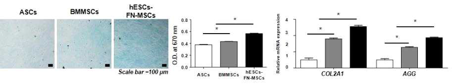 FN-MSCs의 연골분화능 분석