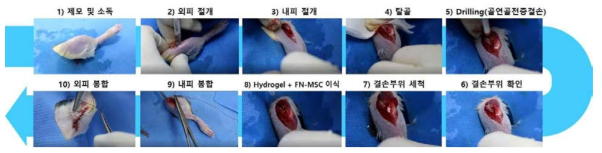 골연골결손(osteochodnral defect) 동물모델 구축 및 FN-MSC 이식