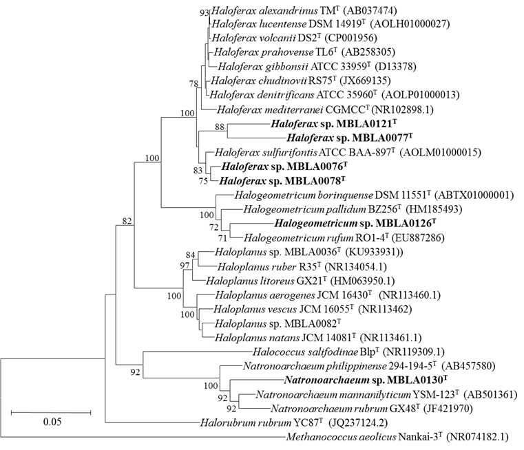 분리된 저염내성 극호염성 고균의 16S rRNA gene 기반 phylogenetic tree