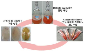 저염 내성 극호염성 고균 유래 카로티노이드 추출