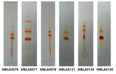 저염 내성 극호염성 고균 유래 카로티노이드의 TLC 전개 결과