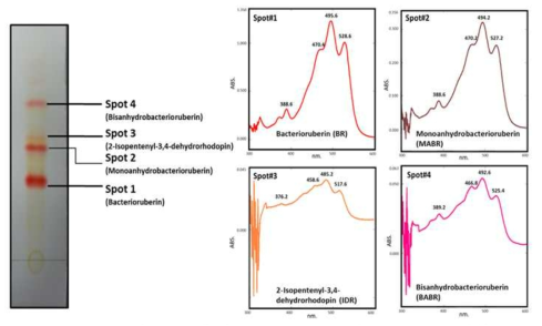 저염 내성 극호염성 고균 유래 카로티노이드의 UV/VIS absorption spectra