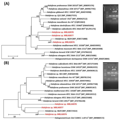 Haloferax sulfurifontis MBLA0076 (lane 1), 0077 (lane 2), 0078 균주(lane 3) 유래 CrtB (A) 및 CrtI (B)의 아미노산 수준에서 의 비교