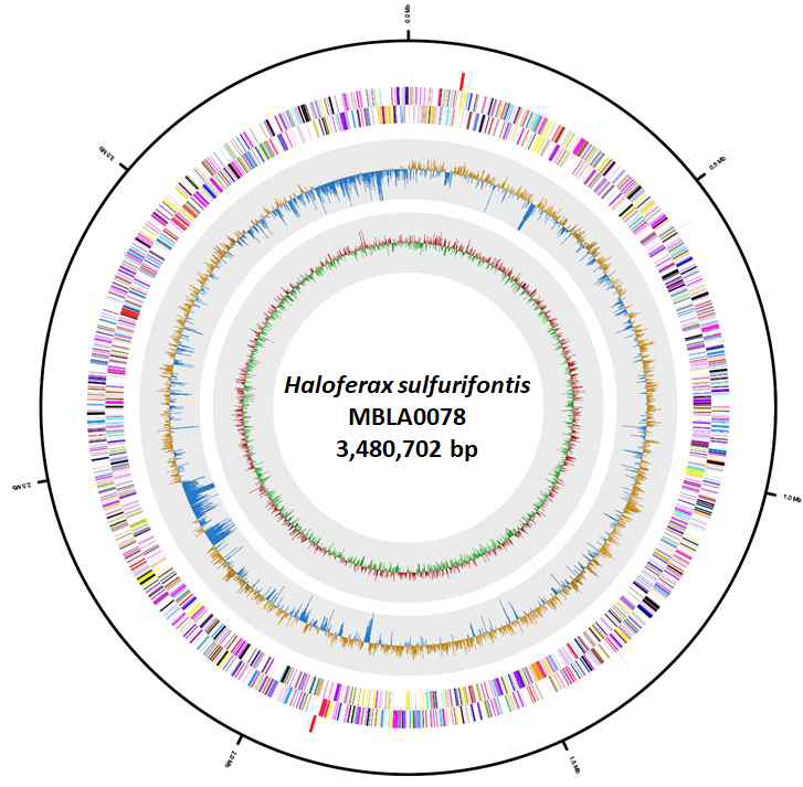 Haloferax sp. MBLA0078 유전체 graphic circular map