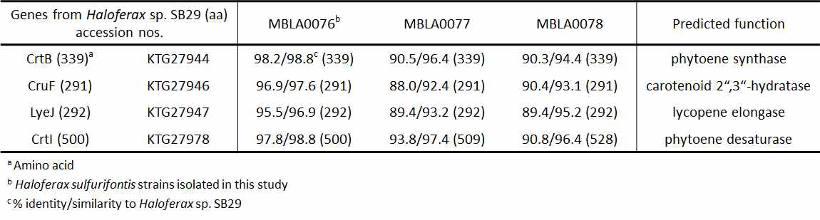 Haloferax sp. 3종의 카로티노이드 생합성 유전자 분석