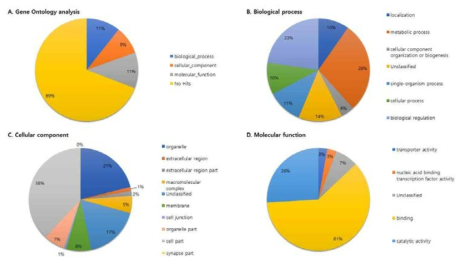 K. septempunctata transcriptome의 Gene ontology 분석