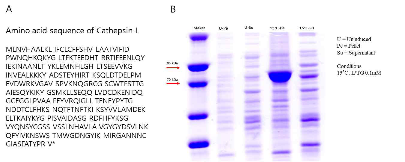 K. septempunctata의 (A) cathepsin L amino acid 서열 및 (B) E. coli를 이용한 발현