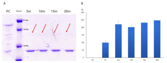 Mature-cathepsin L 생성 및 활성. (A)시간별 mature-cathepsin L 생성과 (B)pro-cathepsin L과 상대 활성도 비교