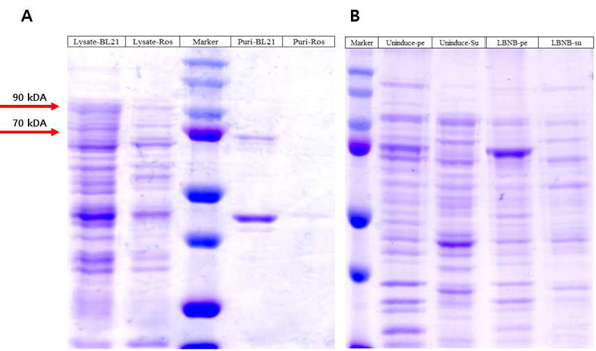 K. septempunctata의 protein purification 결과 (A) pMal-p5x 와 Rosetta gami(DE3)을 이용한 발현 (B) LBNB 배양조건을 이용한 발현