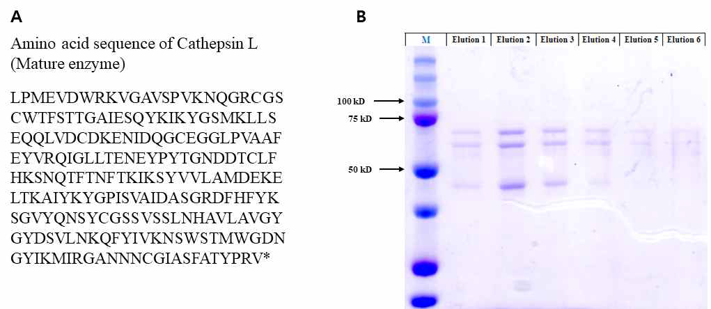 K. septempunctata의 (A) Mature-cathepsin L amino acid 서열 및 (B) E. coli를 이용한 발현