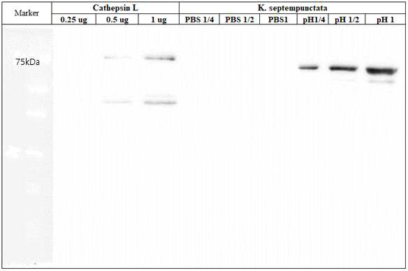 Recombinant cathepsin L과 K. septempunctata lysate의 Western blooting 결과