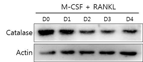 Expression pattern of catalase on RANKL-induced osteoclastogenesis