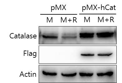 Confirmation of catalase overexpression by pMX-hCat
