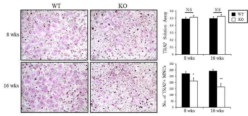 Effect of catalase deficiency on RANKL-mediated osteoclastogenesis