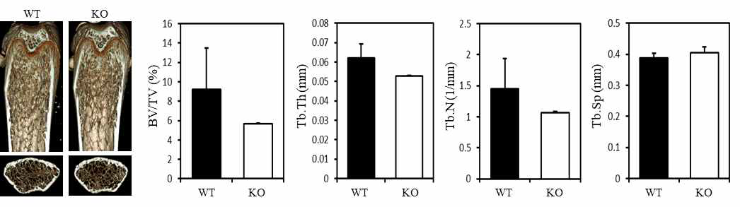 uCT analysis of the proximal femur from WT and Cat KO mice