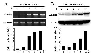 Induction of Ablim1 expression during RANKL-mediated osteoclastogenesis