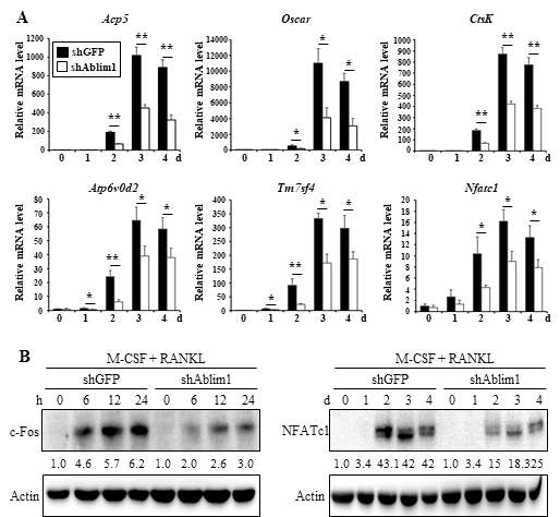 Effects of ABLIM1-specific knockdown on expression of osteoclast differentiation marker genes and transcriptional factors. three independent experiments. * P < 0.05, ** P < 0.01 versus control (shGFP)