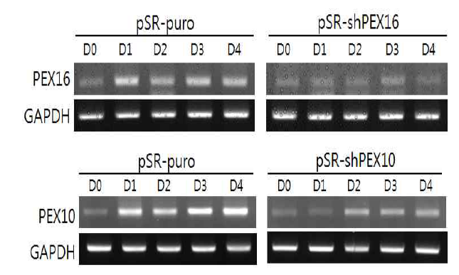 Confirmation of knock-down expression of Pex10 or Pex16 by shRNA