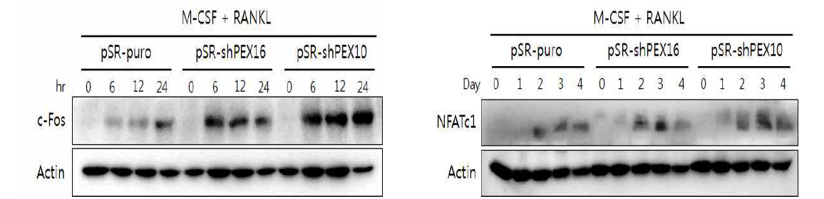 Effect of knock-down of Pex10 or Pex16 on c-Fos and NFATc1 expression