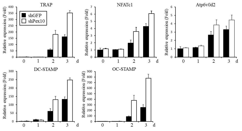 Expression of osteoclast markers on RANKL-mediated osteoclastogenesis