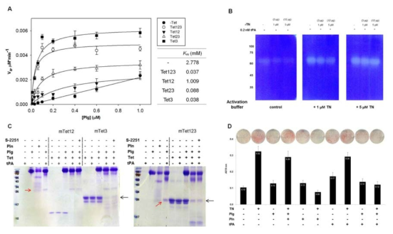 Tetranectin 단백질의 plasminogen activation system 활성 조절과 기능 domain 동정. (A), full-length (TN123), domain-truncated tetranectin (TN12, TN23, TN3) (그림 1)의 plasminogen activation 활성 비교 분석과, (B), casein/plasminogen zymography를 통한 활성 분석, (C), SDS-PAGE를 통한 활성 측정 반응 후 tetranectin 단백질 변화 비교 분석과, (D) 3T3-L1의 지방세포분화에 영향 분석 (Oil- red O 염색)